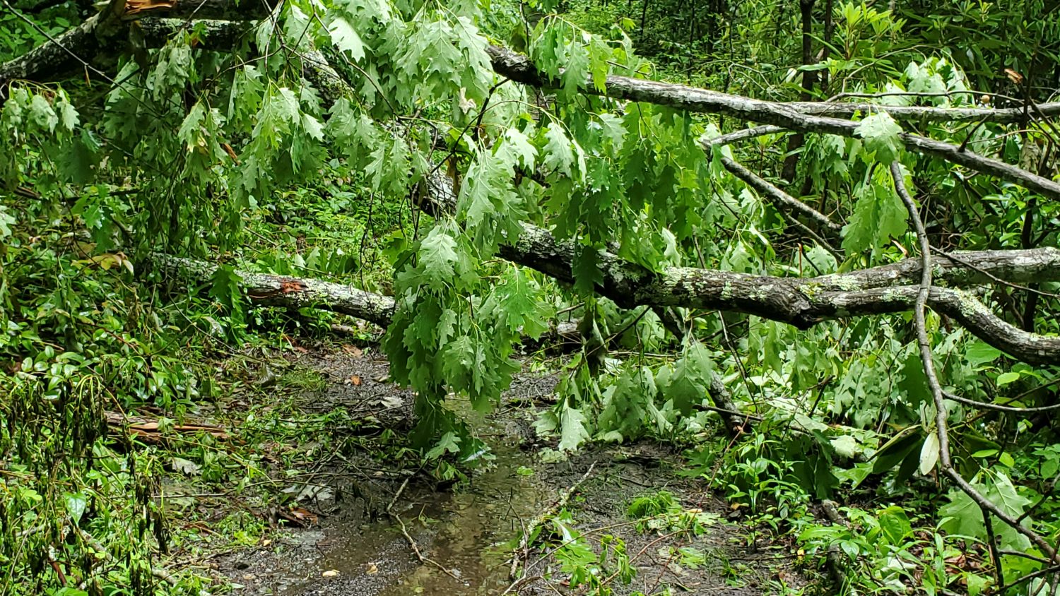 Old Sugarlands Trail 